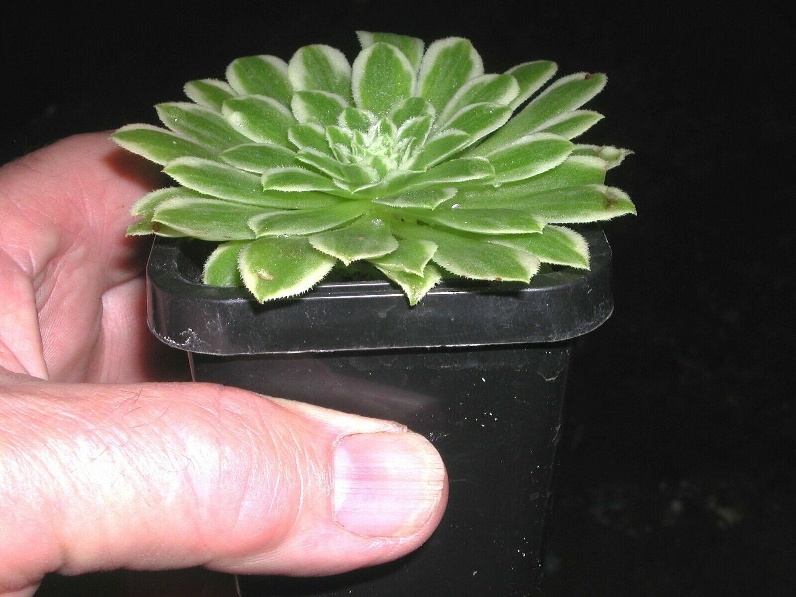 Aeonium 'Emerald Ice'