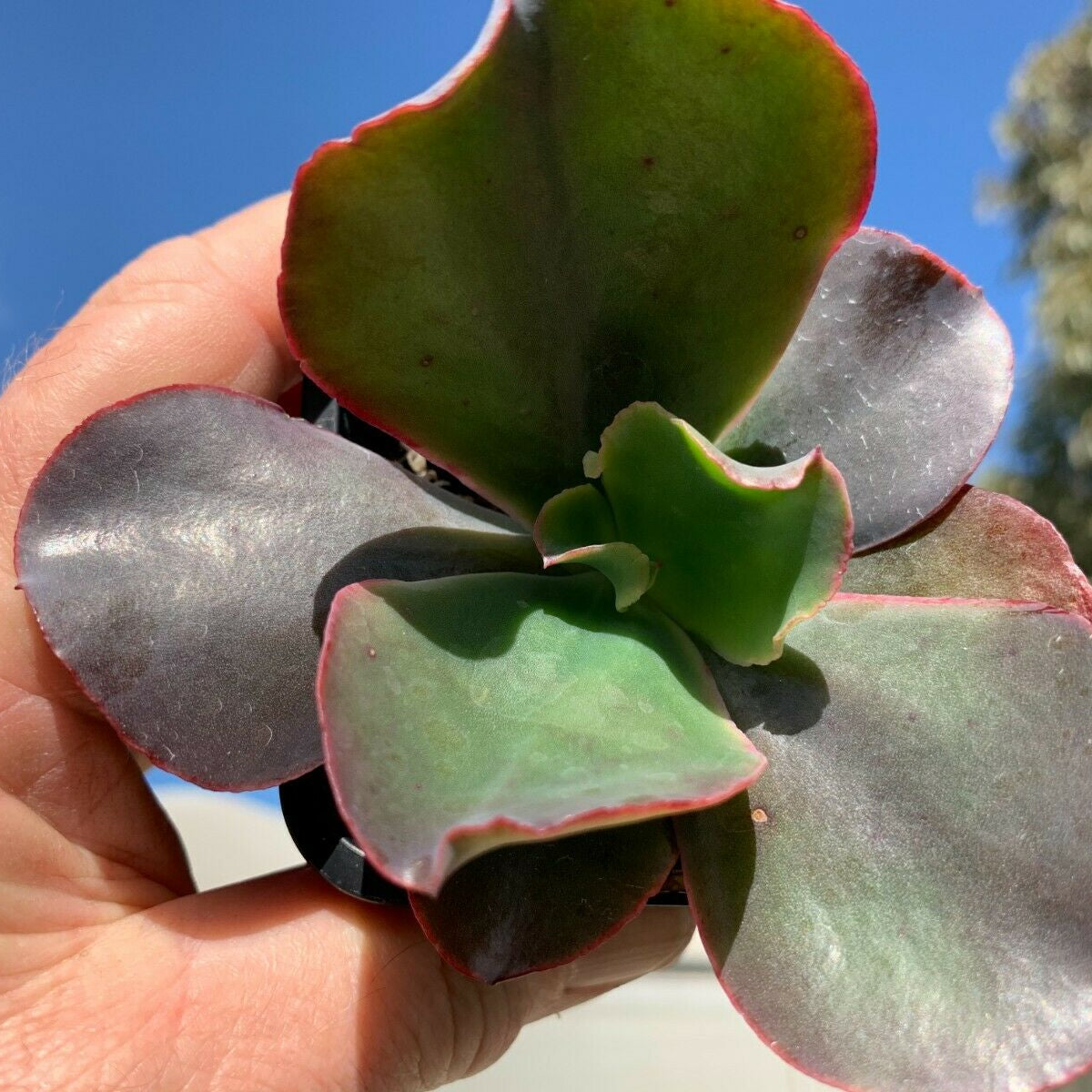 zorro succulent Echeveria 'Zorro' – Collectors Online