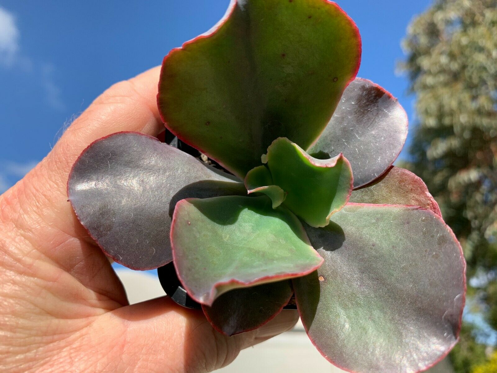 Echeveria 'Zorro' 66mm Pot