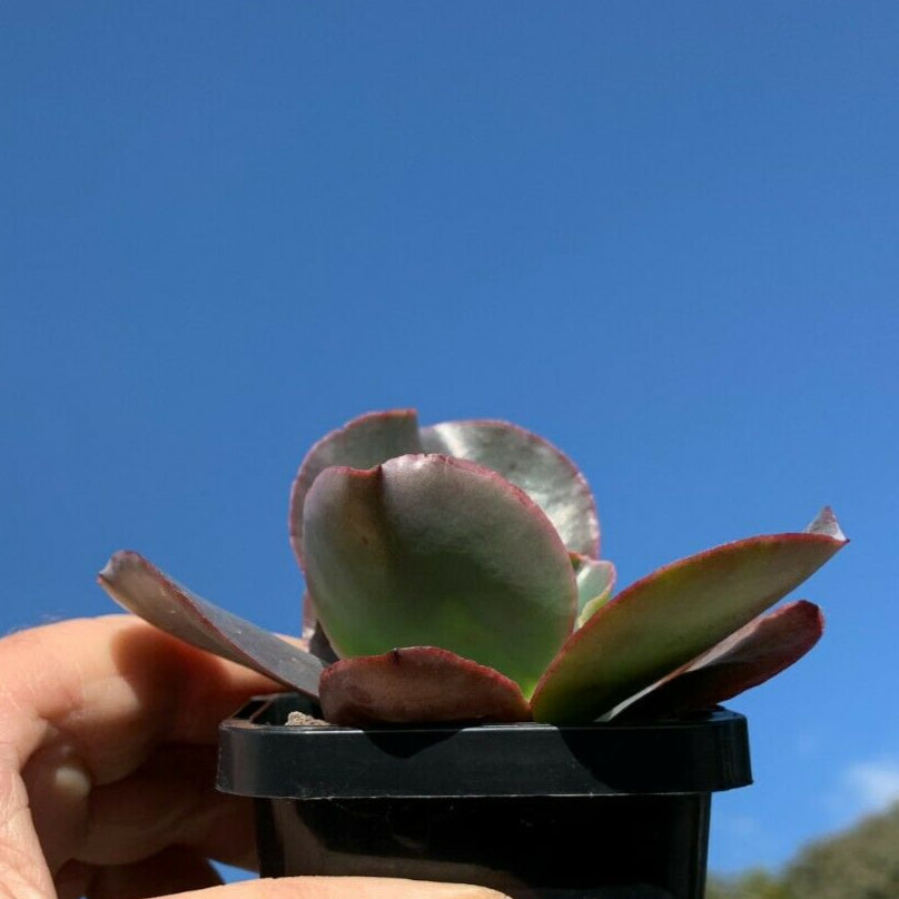 zorro succulent Echeveria 'Zorro' – Collectors Online