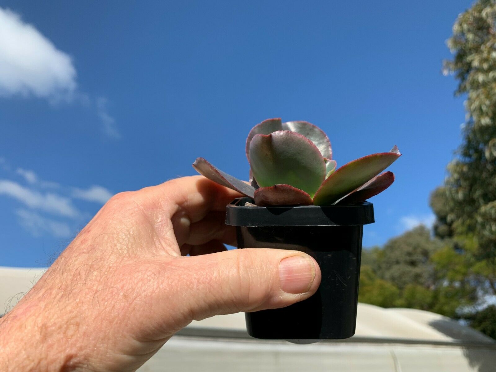 Echeveria 'Zorro' 66mm Pot