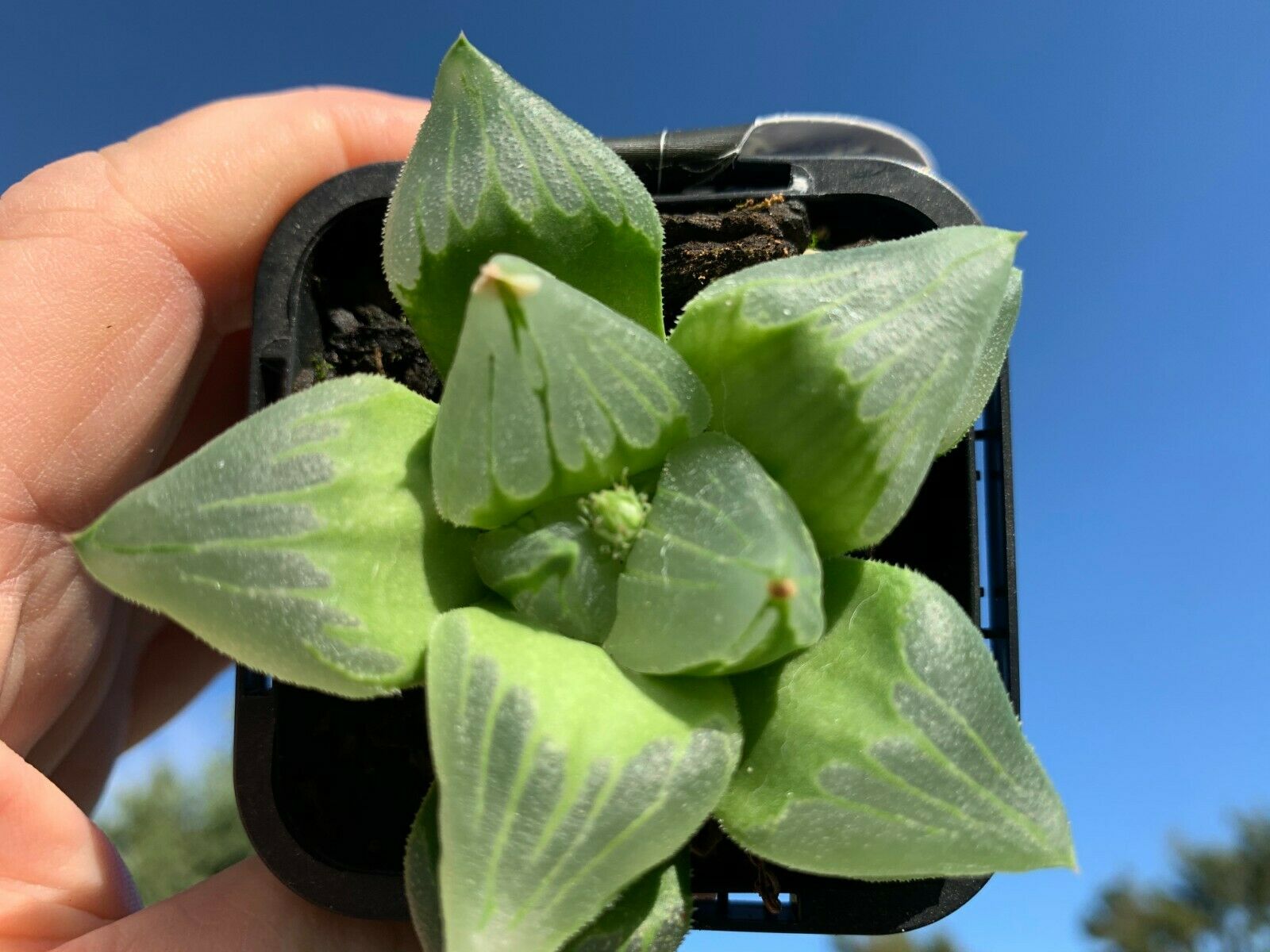 Haworthia 'Ice City'