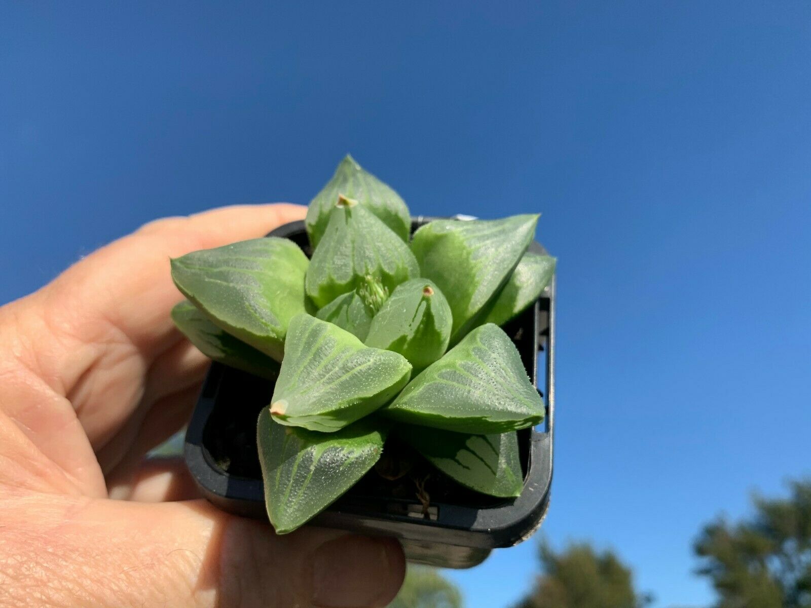 Haworthia 'Ice City'