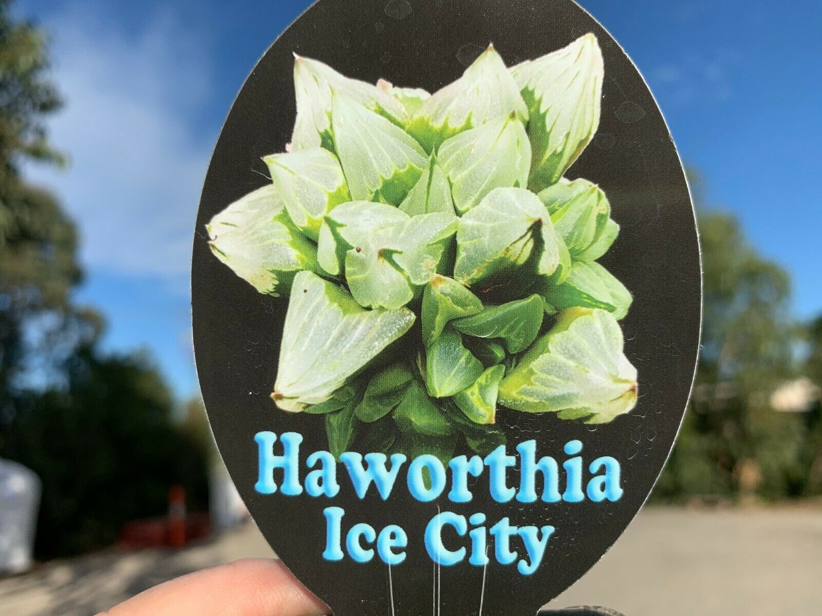 Haworthia 'Ice City'