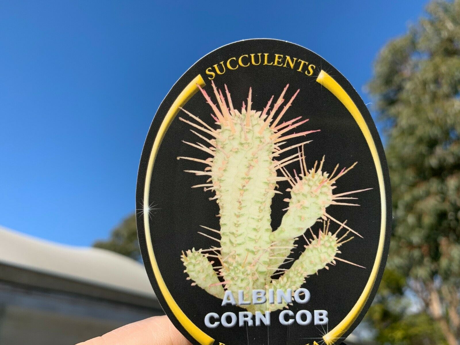 Euphorbia 'Corn Cob' (NOT FOR WA)