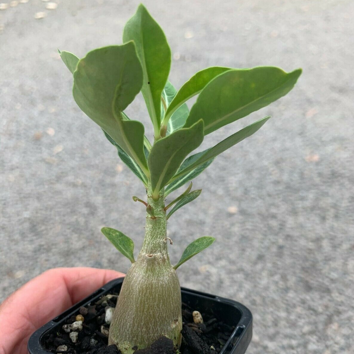 Adenium obesum 'Desert Rose'