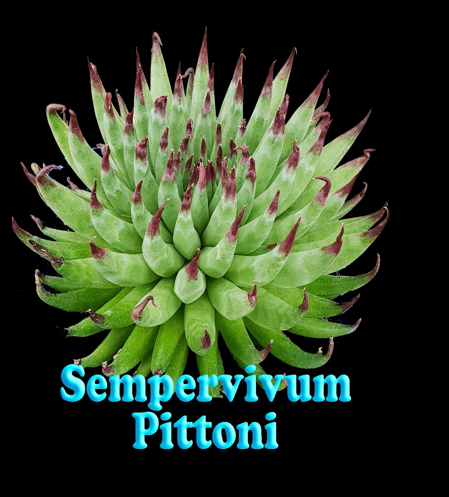 Sempervivum Pittoni showing green rosette foliage with red tips
