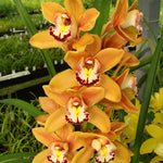 Cymbidium Stone Free 'Golden Tower' Upright