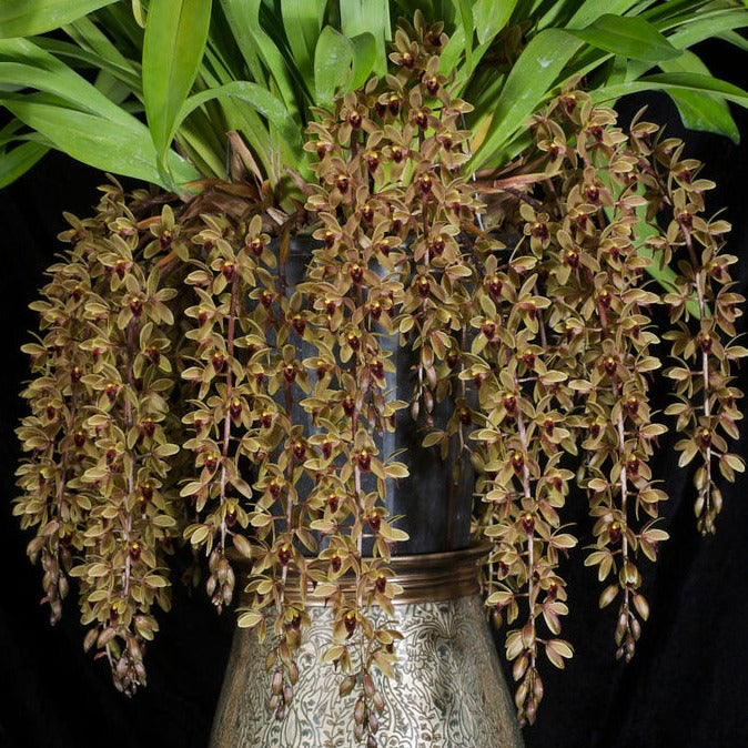 Swet Devon Cymbidium Sweet Devon 'Paradisia' – Collectors Online
