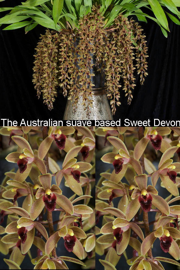 Cymbidium Sweet Devon 'Paradisia' – Collectors Online