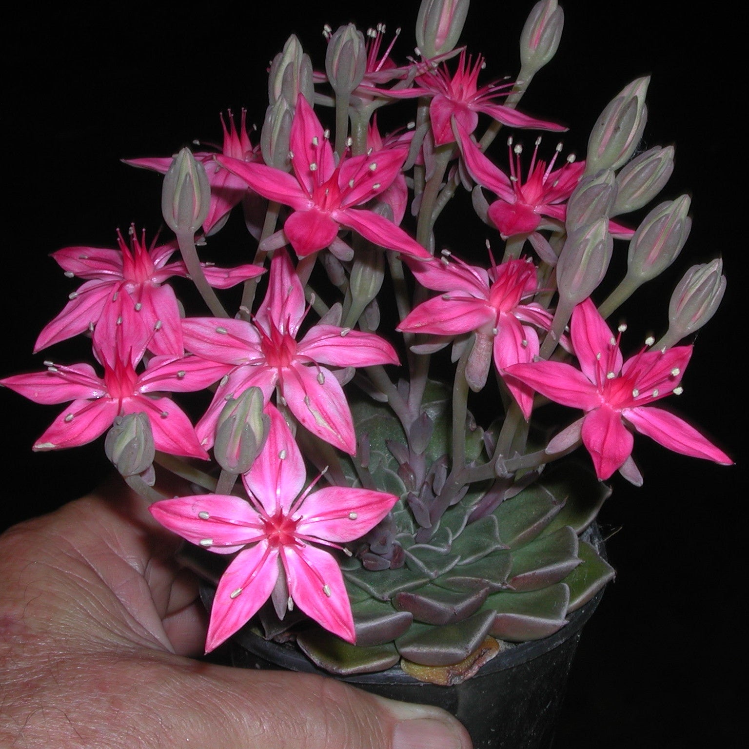 tacitus bellus succulent Tacitus bellus – Collectors Online