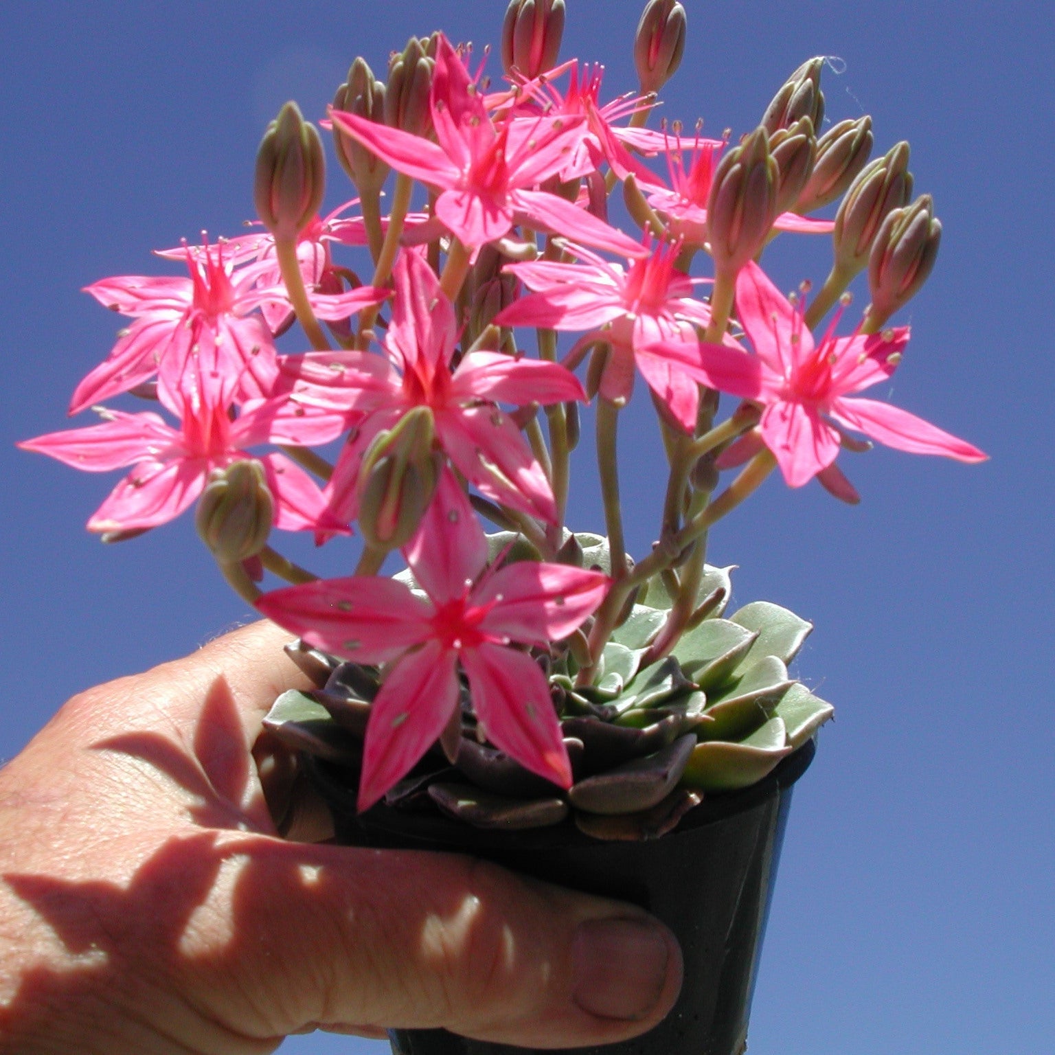 tacitus bellus succulent Tacitus bellus – Collectors Online