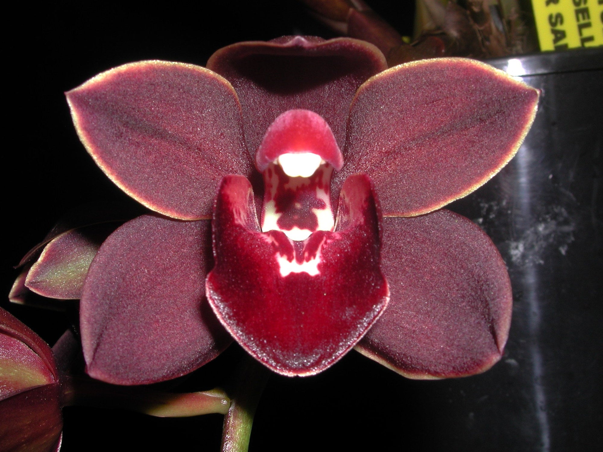 Cymbidium Uncle Everett '101'