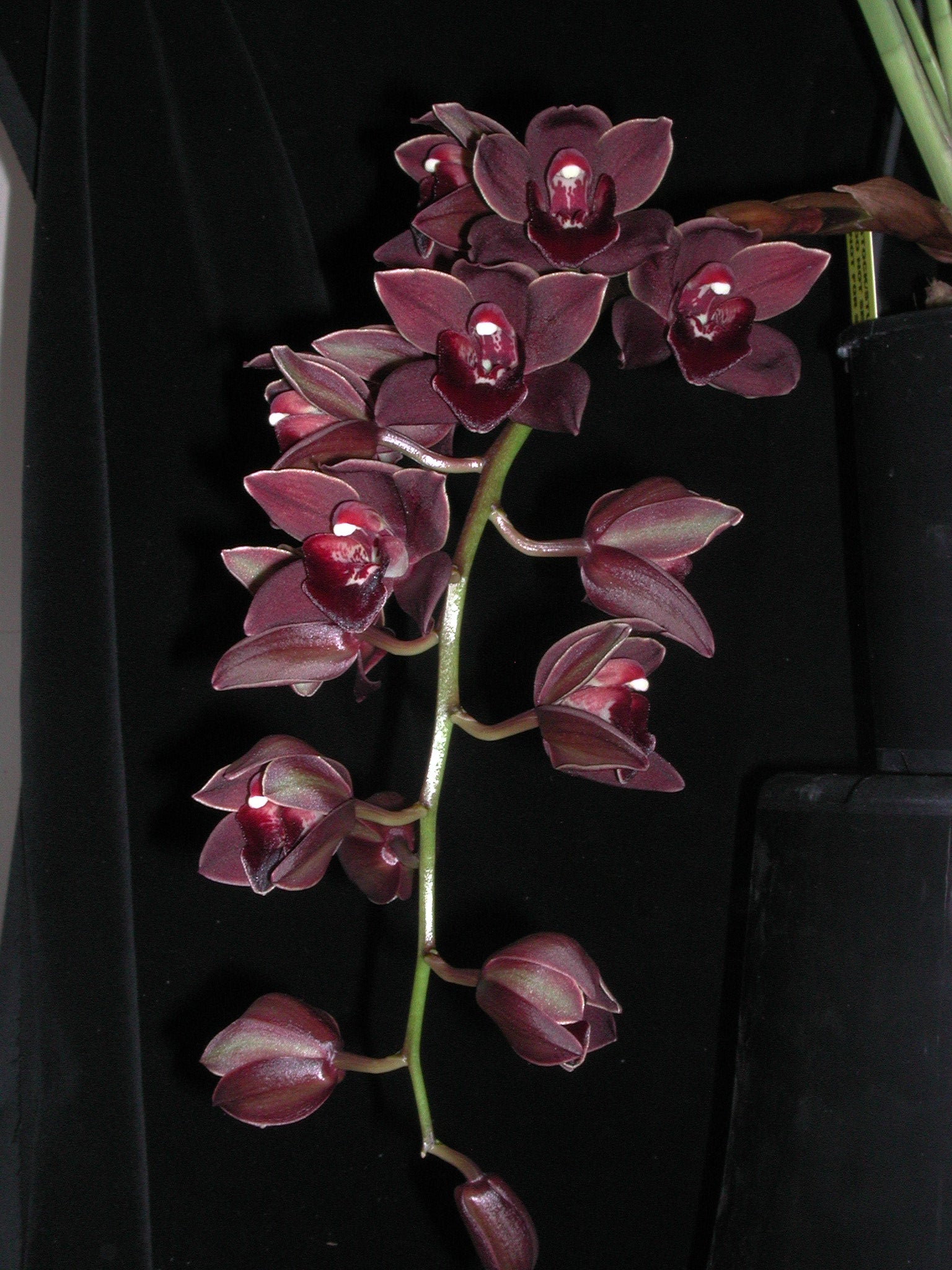 Cymbidium Uncle Everett '101'